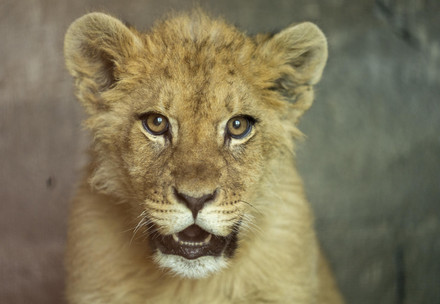 Rescue lion cub Nikola