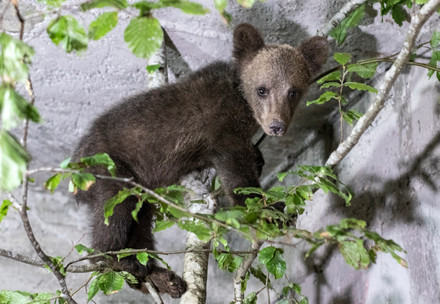 new bear cub at BEAR SANCTUARY Belitsa