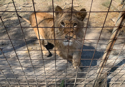 Young caged lion