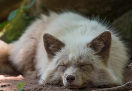 Fox rescued from fur farm