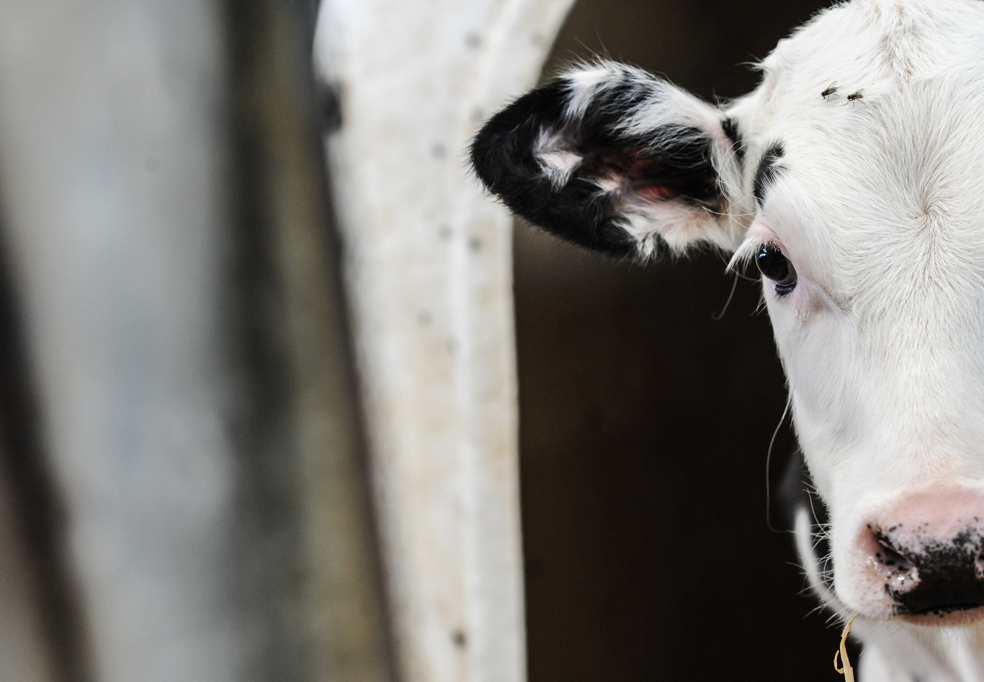 The Suffering of Calves - FOUR PAWS Australia - Animal Welfare Charity