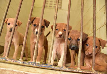 Bred puppies sitting in a cage