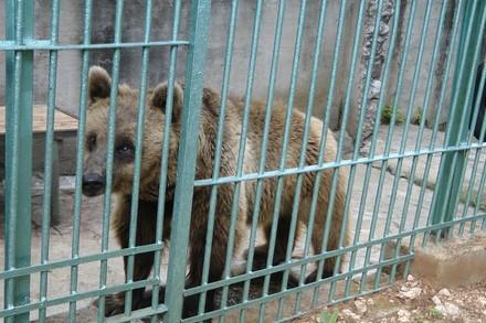 Un ours en cage en Croatie