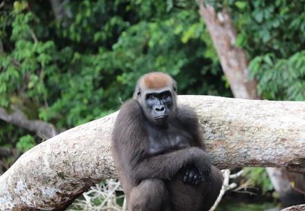 Female gorilla sitting on a stone