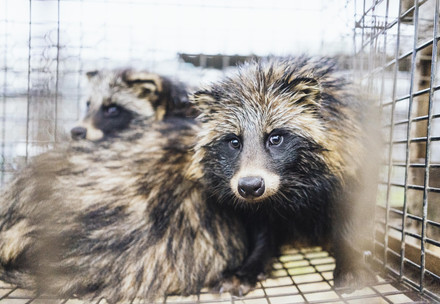 racoon dog in cage