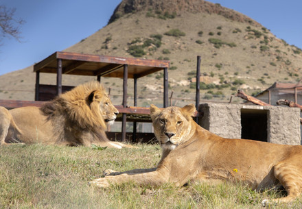 Lions Nikola and Vasylyna at LIONSROCK in South Africa