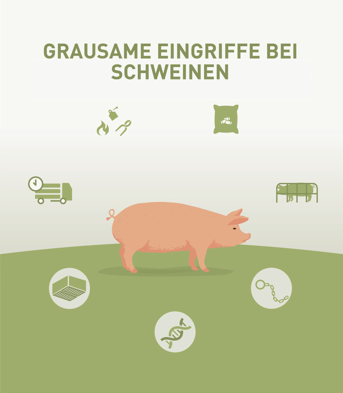 Grausame Praktiken in der intensiven Schweinehaltung