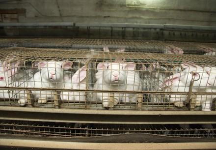 Farmed rabbits in cages, Italy