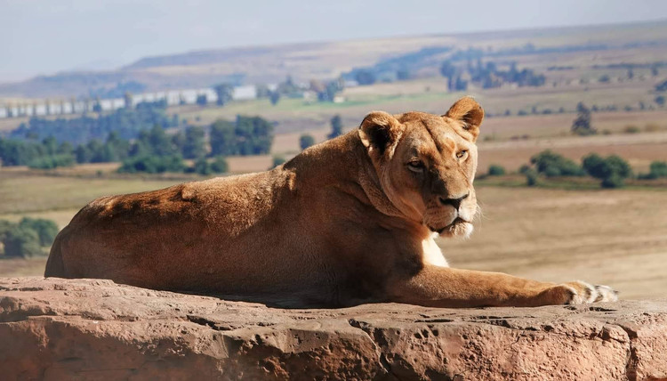 Lioness Savana at LIONSROCK