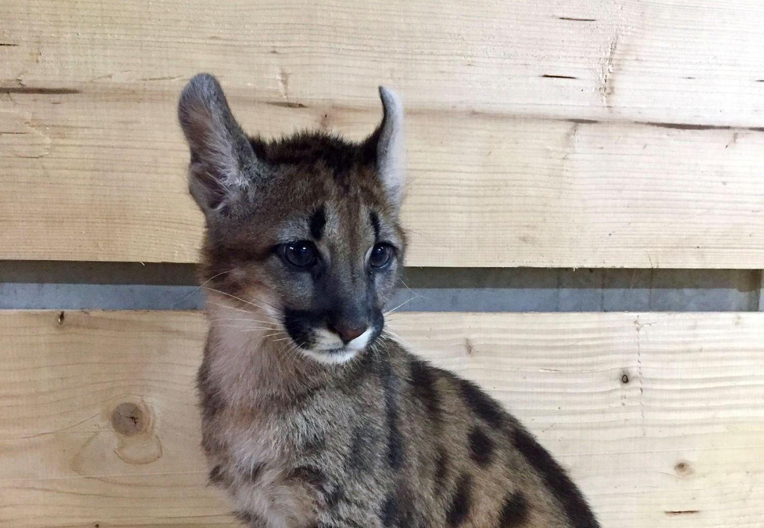 Bizarre discovery in Germany: Puma cub kept in apartment - FOUR PAWS in  South Africa