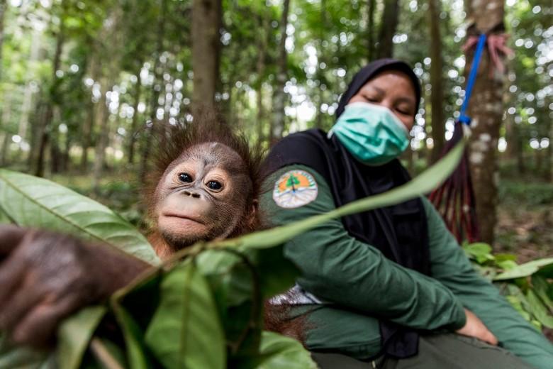 Orphan orangutan Gonda with caregiver Ipeh