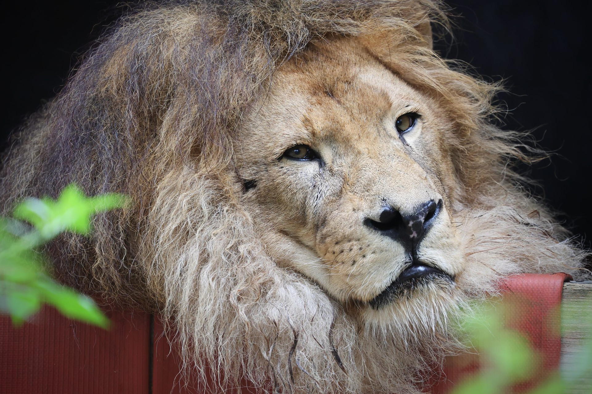 Löwe in FELIDA Großkatzenschutzzentrum