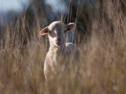 Australian merino lamb