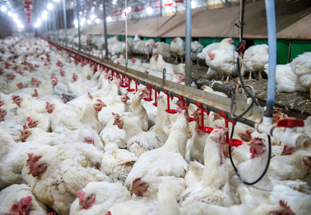  Broiler chickens in an indoor farming system