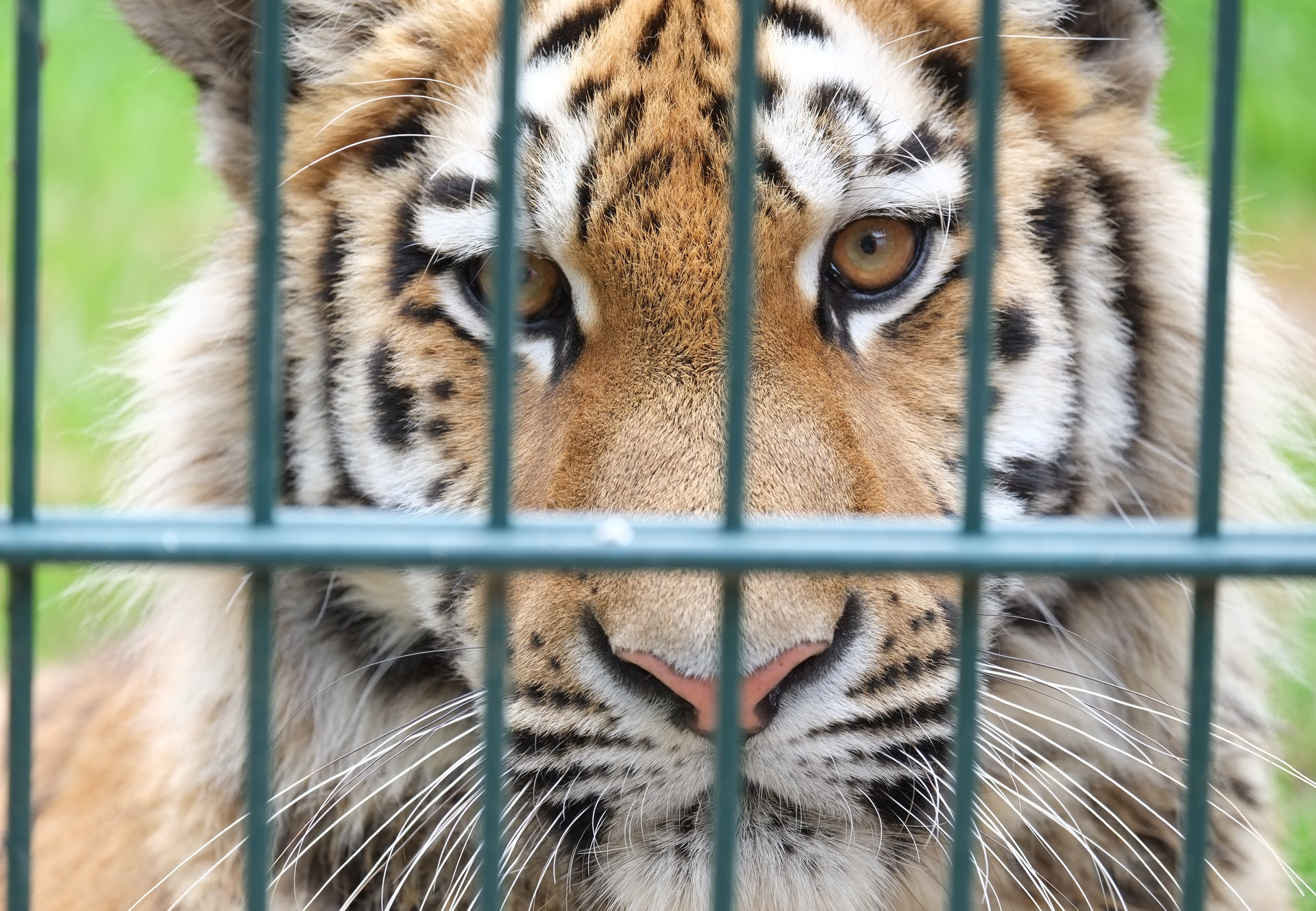 European Commission Sets Out New Plan to Stop the Illegal Wildlife Trade -  FOUR PAWS International - Animal Welfare Organisation