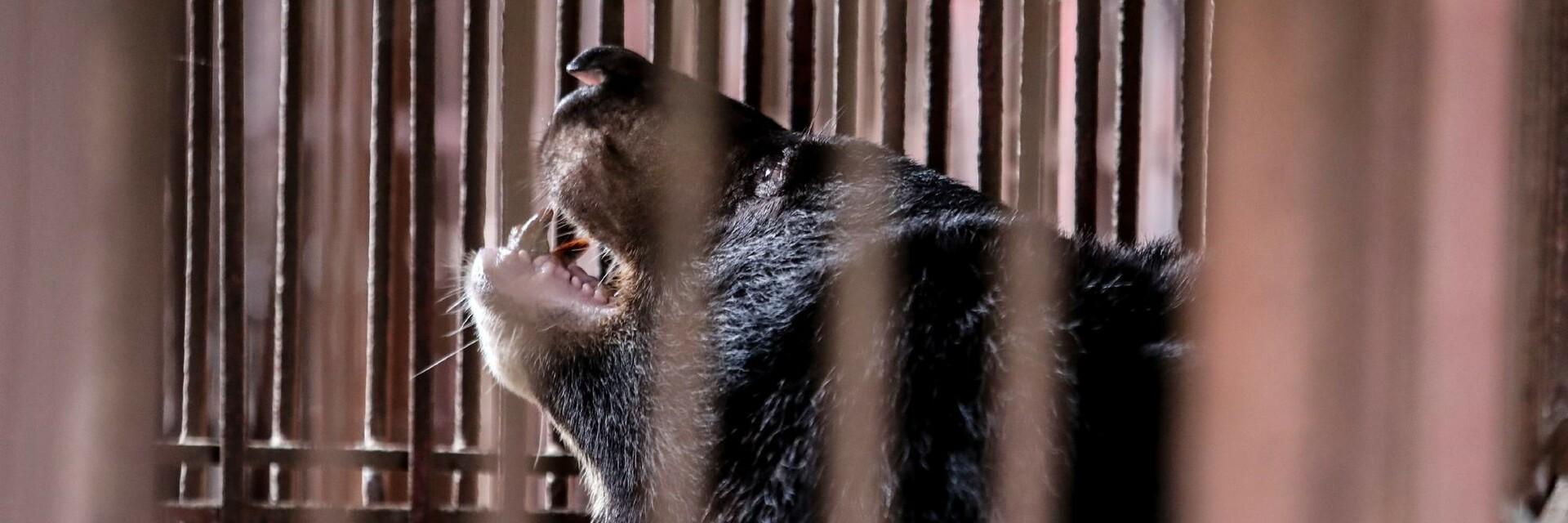 Ours à bile au Vietnam