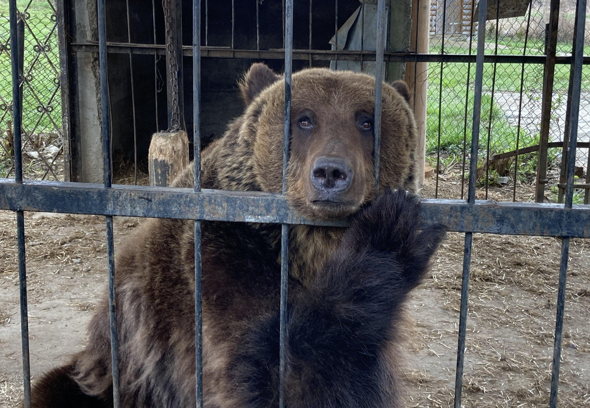 Improper bear keepings - BEAR SANCTUARY Domazhyr - a FOUR PAWS Project