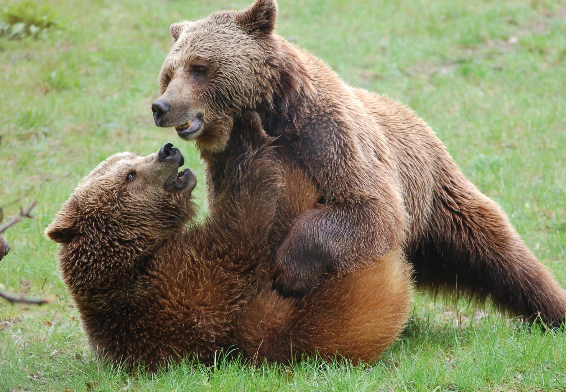 10 choses à savoir sur les ours - QUATRE PATTES en France - Organisation  mondiale de protection des animaux