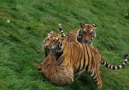 Tiger Bela und Sharuk beim Spielen in TIERART 