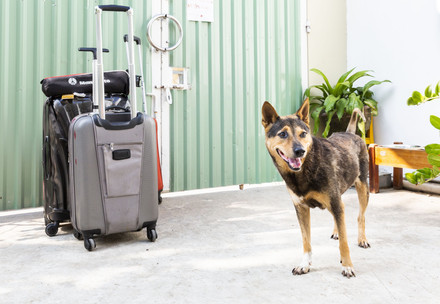 Dog and suitcases