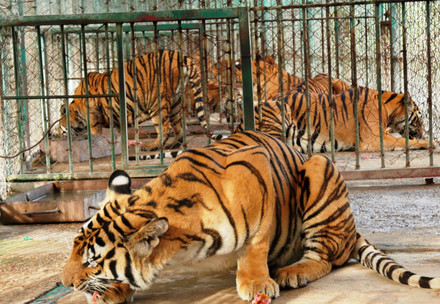 Captive tigers