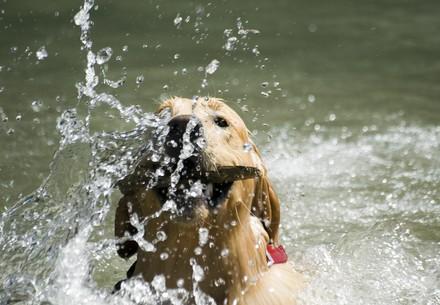 dog fetching a stick in water