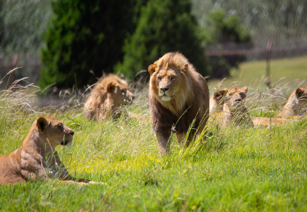 Golden Pride lions