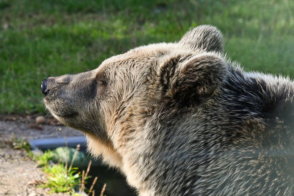 The BEAR SANCTUARY Müritz - a FOUR PAWS animal welfare project