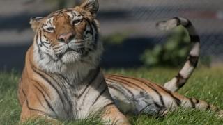 Tigerin Varvara vor und nach ihrer Rettung