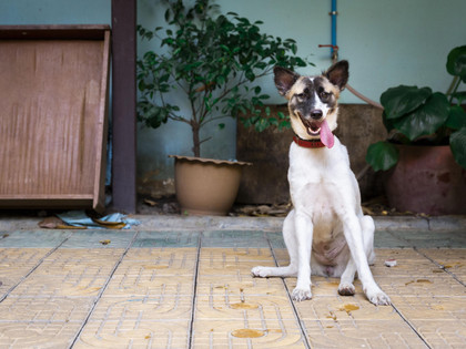 Dog in Southeast Asia
