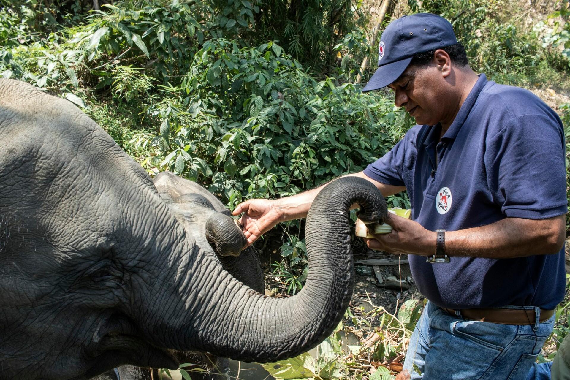 VIER PFOTEN hilft Elefanten in Not