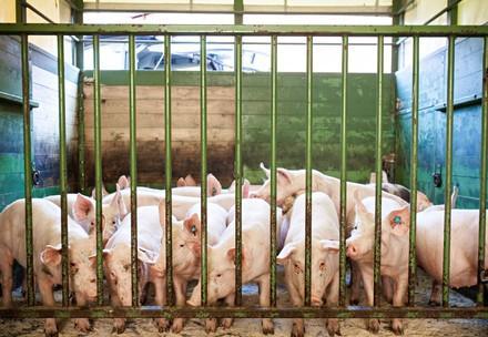 Schweine im Käfig