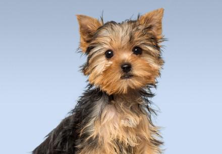Yorkshire terrier puppy with a blue background