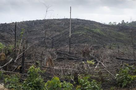 Von Feuer zerstörter Wald in Borneo, Indonesien