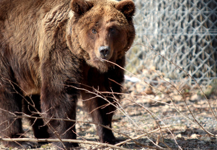 Bear Laska at BEAR SANCTUARY Domazhyr