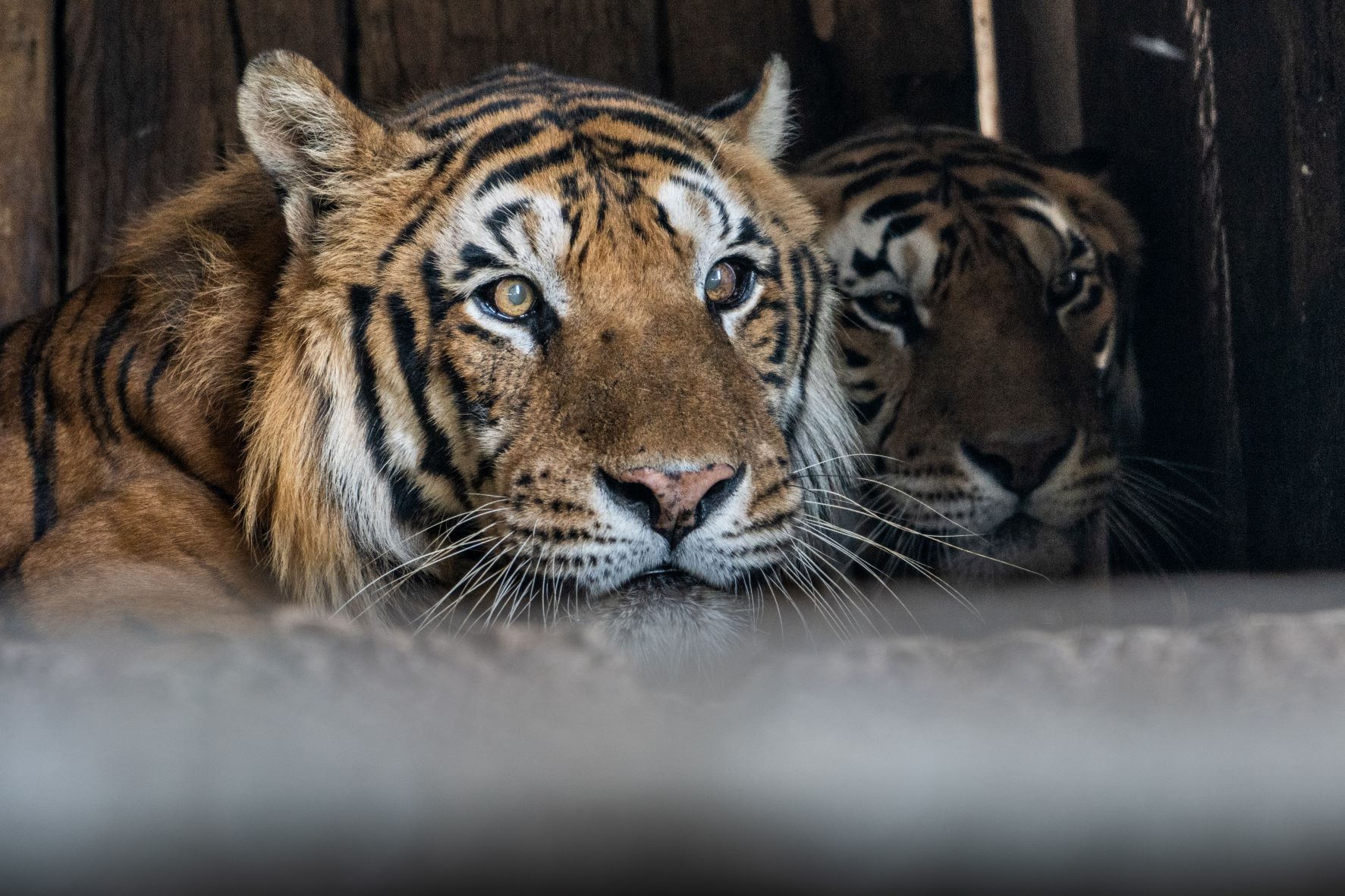 Tiger im Zugwagon in Argentinien
