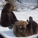 The two brownbears Emma and Erich play in the snow.