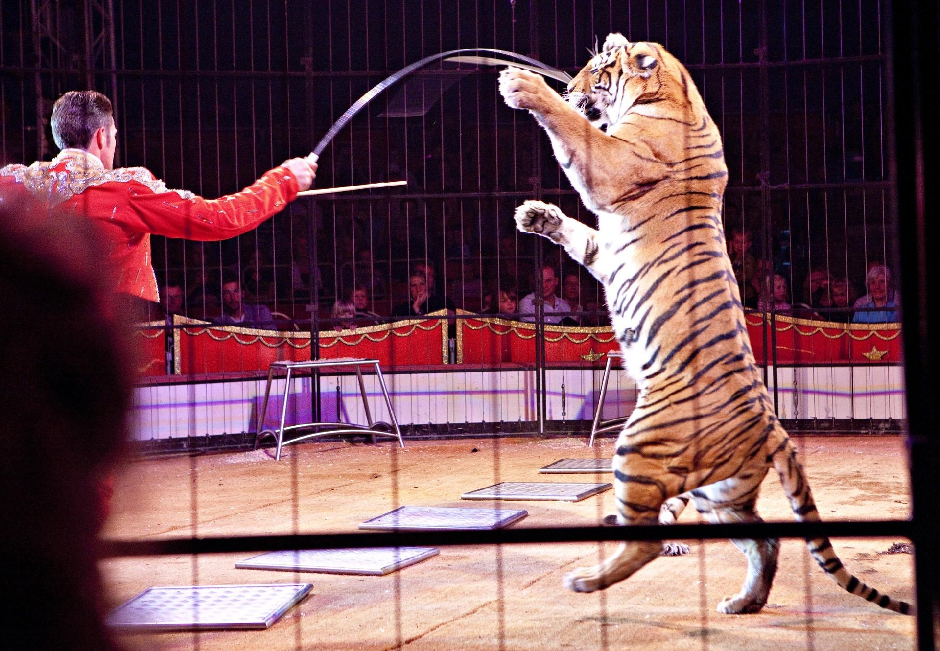 Worldwide Bans on Wild Animals in Circuses - FOUR PAWS Australia - Animal  Welfare Charity