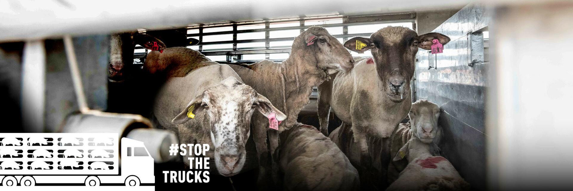 StopTheTrucks - a FOUR PAWS Campaign against Live Animal Transport in Europe