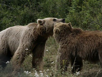 Bears Pashuk and Gjina at BEAR SANCTUARY Prishtina