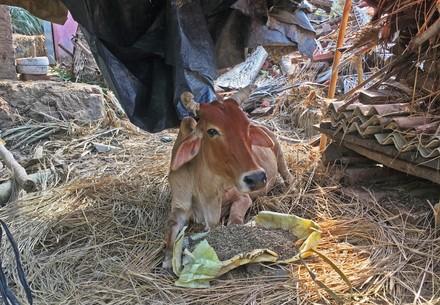Kuh in Indien
