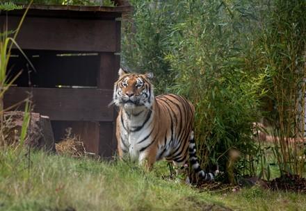 Tigerin Cara in der TIERART Wildtierstation 2017