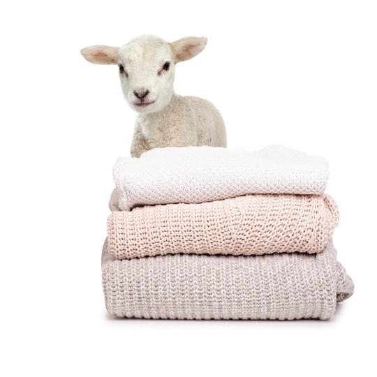 Un agneau et des pulls en laine pour illustrer les alternatives au mulesing