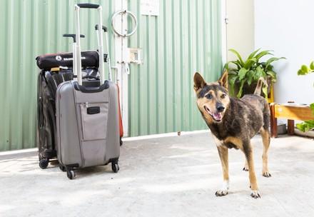 Dog standing next to a suitcase