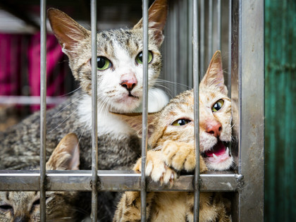 Cats in a slaughterhouse
