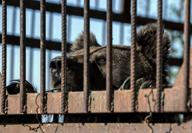 Help for Bears in Serbia