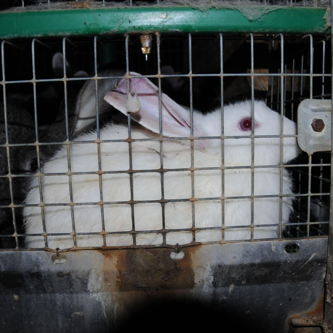 eingesperrte Kaninchen