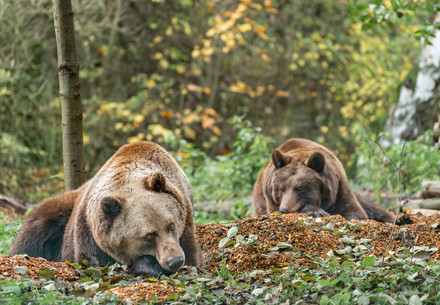 Bears at BEAR SANCTUARY Müritz