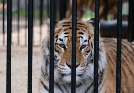 Tigre dans la cage