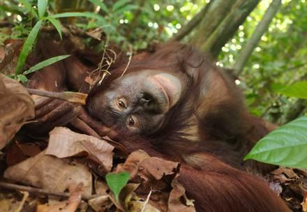 Orang-Utan Amalia entspannt am Boden